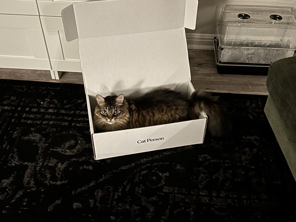 atxlc's tweet photo. @catperson Zoe LOVES the box https://t.co/bn4ENy5p2F