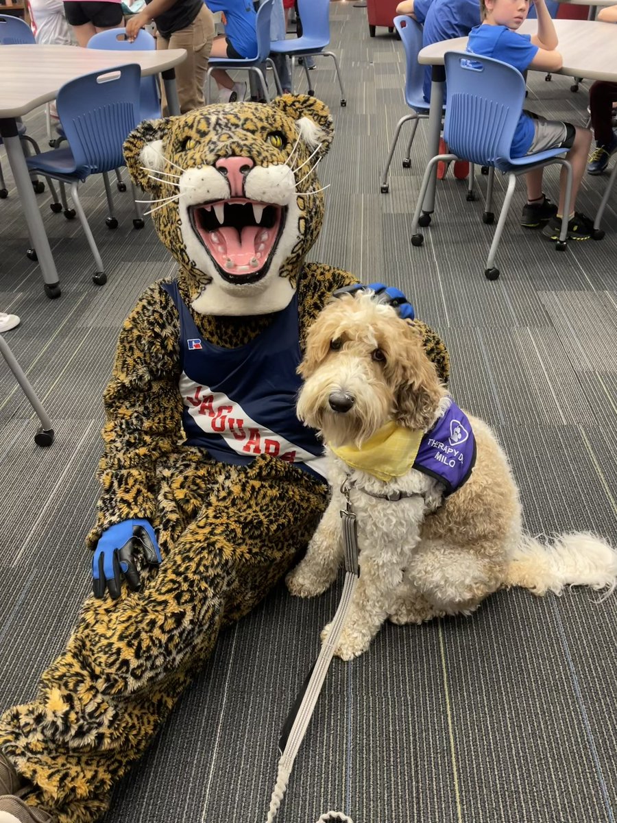 WildcatTish's tweet photo. Milo got to go with our 5th graders to tour their new school for next year. The mascot loved himโฆof course! @gsgators
@FTMSJaguars
#schooltherapydog #middleschooltransition #opsfortheirfuture https://t.co/cKOGvqoEmR