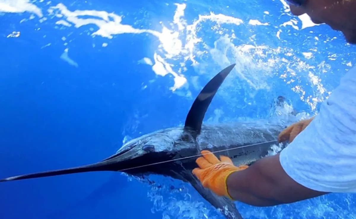deportes_qroo's tweet photo. ¡ISLA MUJERES VIVIRÁ UNA FIESTA! 🎣

Inicia cuenta regresiva para XVIII Torneo de Pesca Deportiva 'Cosme Alberto Martínez Magaña'

🔗 https://t.co/6vzUt7aMoM
🌐 https://t.co/6oTxtvafO9
➡️ @soyateneadeisla

#SomosDeportesQuintanaRoo
#InformandoConPasión https://t.co/O7zsK6DY2h