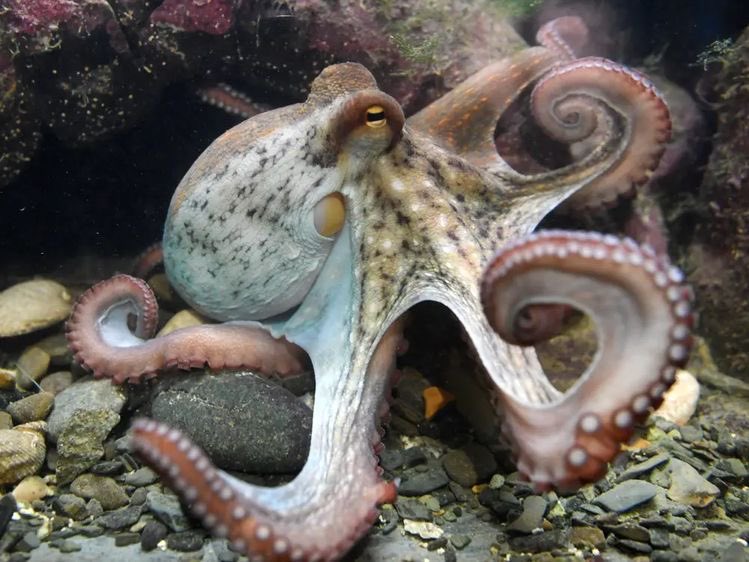cairnosaurusart's tweet photo. A drawing of a cute little octopus! I have this new sketch book and I really like the color of the paper 
-
-
#octopus #octopi #art #artist #myart #sketchbook #sketch #sketches #marineart #marineanimal #animal #octopusdrawing #drawing #myart #pencil https://t.co/BWWKihH3TQ