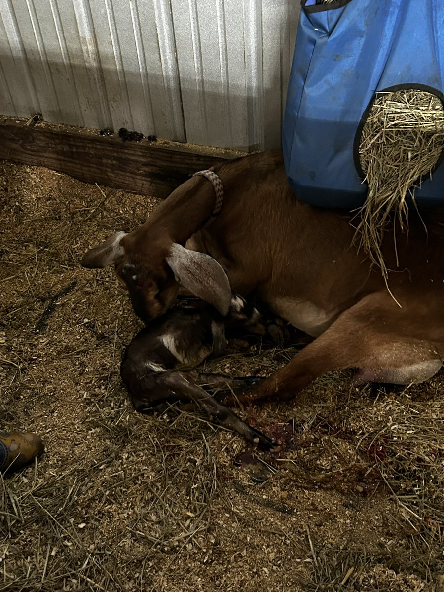 STF_Farm's tweet photo. Kidding season is officially on the farm! Astra finished off the season with buck/doe twins this weekend! Now just for show season to begin 👏🏽🥳

#nubian #alpine #nupine #adga #floppyears #dairygoats #farmlife https://t.co/v9mkAHenrQ