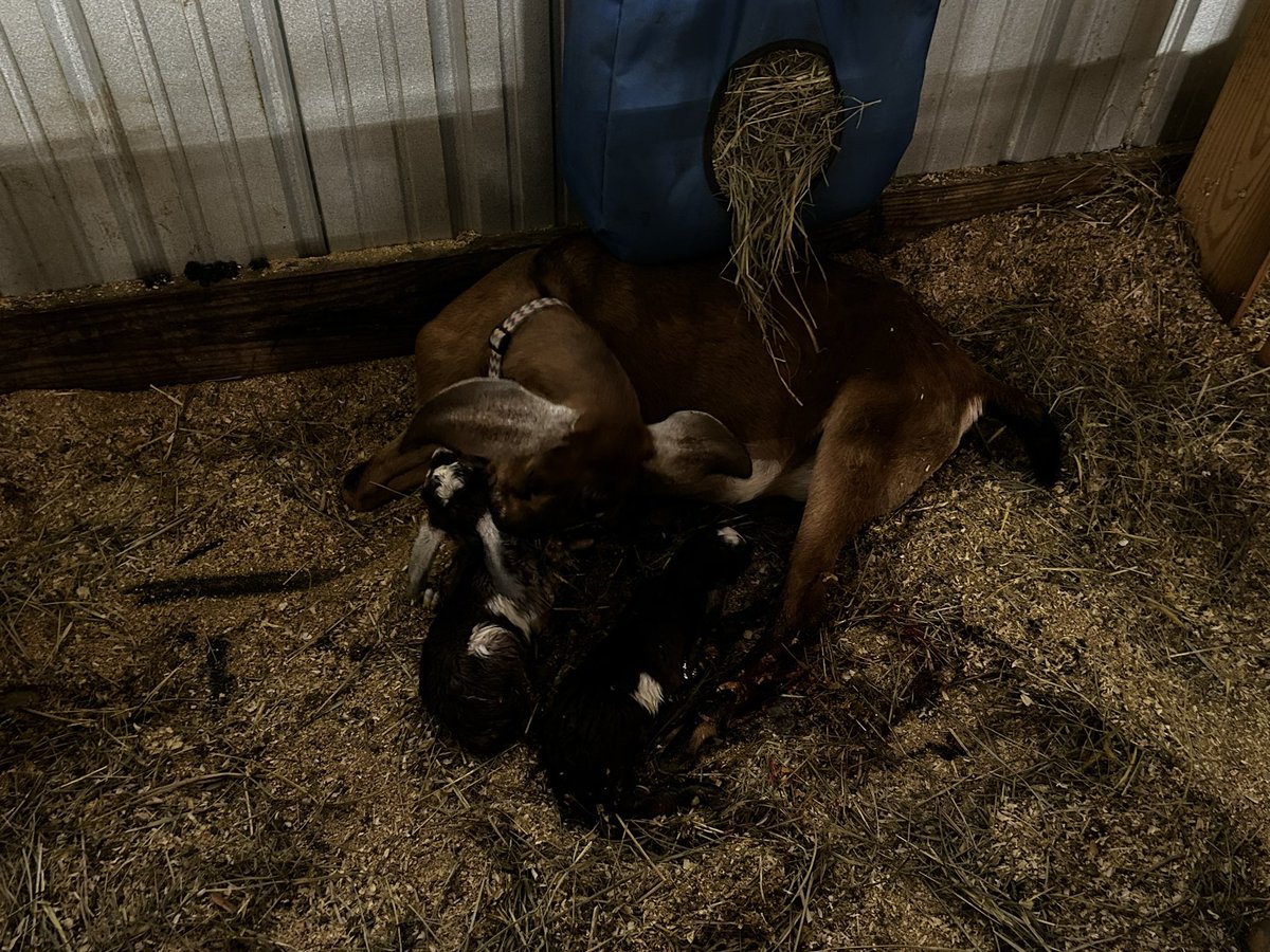 STF_Farm's tweet photo. Kidding season is officially on the farm! Astra finished off the season with buck/doe twins this weekend! Now just for show season to begin 👏🏽🥳

#nubian #alpine #nupine #adga #floppyears #dairygoats #farmlife https://t.co/v9mkAHenrQ