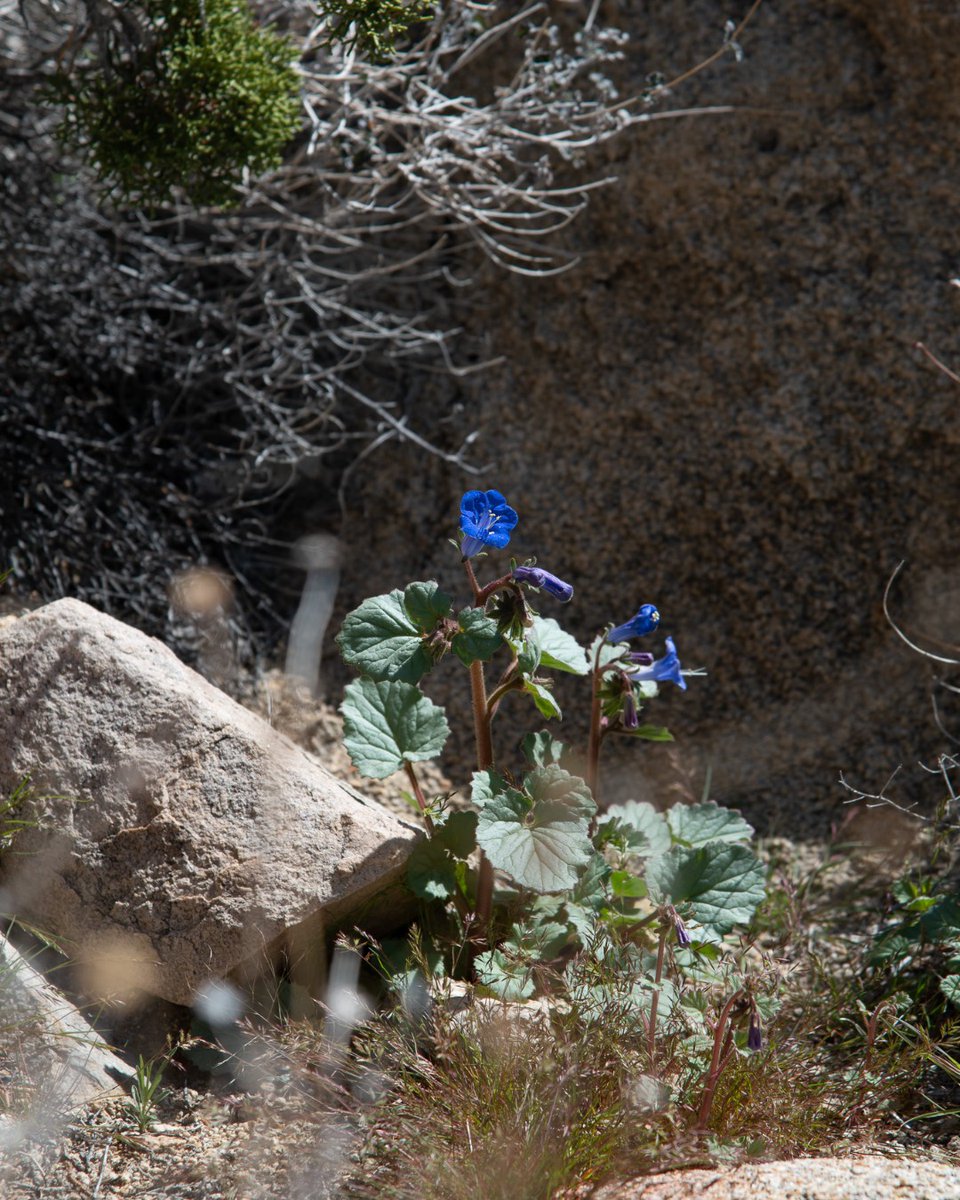 Exploring the great outdoors  🌸🌿

#Lifegrowsgreen #nature #natural #naturelover #adventuretime #adventure #bright #colors #green #greenery #outdoors #outside #relax #flower #plant <a href="/RealChadPrice/">Chad Price</a> <a href="/bsnscnslt/">BusinessConsultant</a>