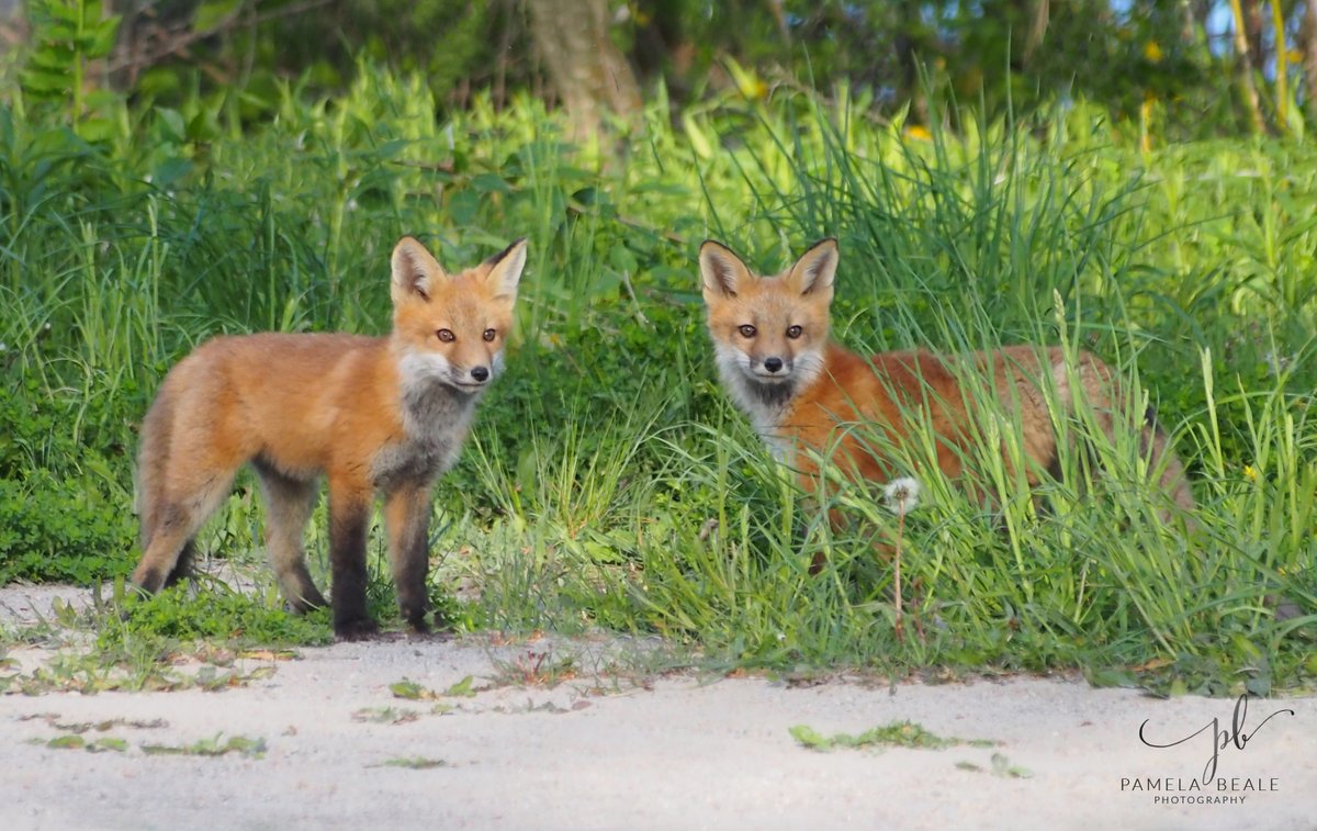 Foxy Bookends - #redfox #fox #foxes #foxesofinstagram #wildlife #nature  #foxy #animals #foxesofig #foxlove #petfox #cutefox #instafox #wildlifephotography #ilovefoxes #foxlovers #olympus #love #happyfox #cute #foxlife #animal #vulpes #saveafox #loveafox