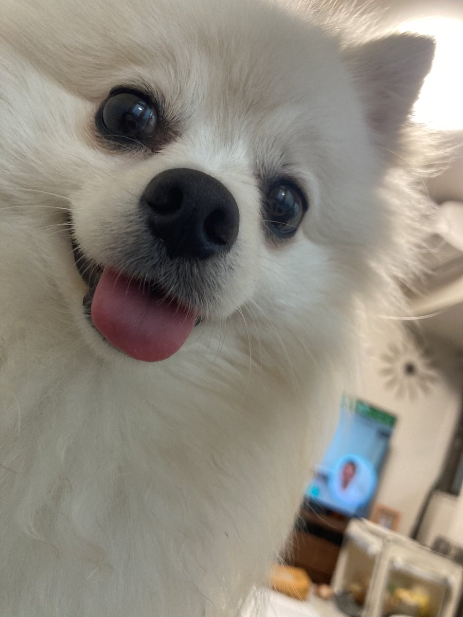 Tee_pomeranian tweet picture