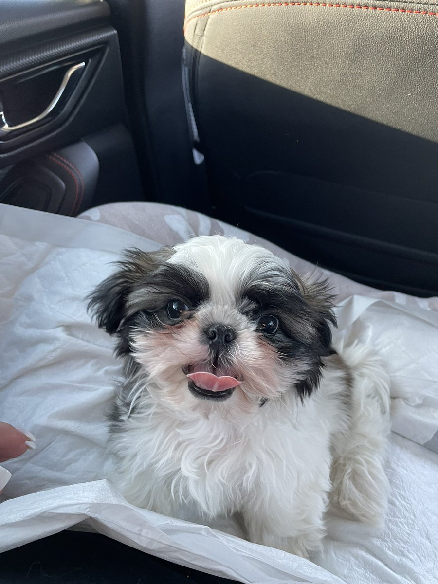 JesMarie303's tweet photo. My new lil family member! 🖤Meet Sully!🖤 https://t.co/QsQ5pnjZRL