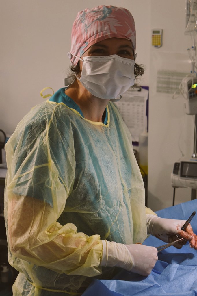 Nuestro quirófano trabajando al máximo para salvar vidas!!! Nuestras colegas de @tuftsvet @TuftsAlumni @TuftsUniversity @TuftsMedSchool Emilie & Laura muy concentradas aportando con sus conocimientos en @AmiciCannis Hospital Animal ACHA con nuestro equipo técnico apoyándolas 🚨🐾