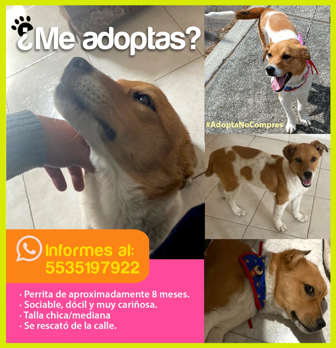 calafandra's tweet photo. @HuesitosDF @CSancit @cucopit @la_piye @Sabueson Esta pequeña busca familia, agradeceríamos su apoyo dando RT!! 🐶🧡🐾⭐️ https://t.co/vWXliytTdM