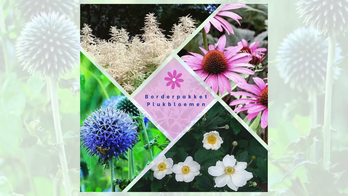 Vaste_Tuinplant's tweet photo. Misschien denk je dat je tuin wel genoeg #bloemen heeft, maar weet je wat er nog ontbreekt? Een #borderpakket #plukbloemen! Een pakket waarmee je niet alleen je #tuin, maar ook je huis versiert! Dit is absoluut een must-have voor elke #tuinliefhebber! https://t.co/Ac0DikOPz6 https://t.co/R3EoNIH1e2