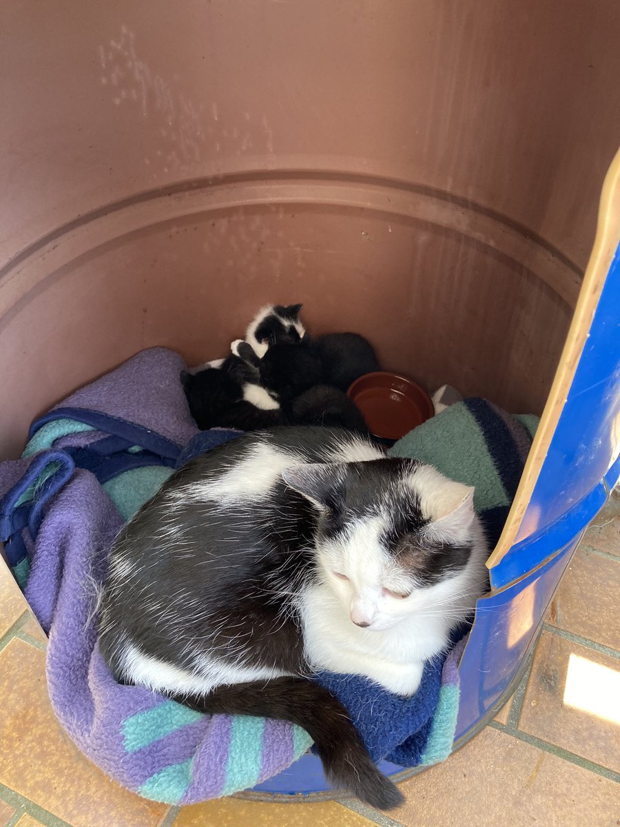 Pocket_Man's tweet photo. Katze hat Nachwuchs. https://t.co/DK74nQXdLT