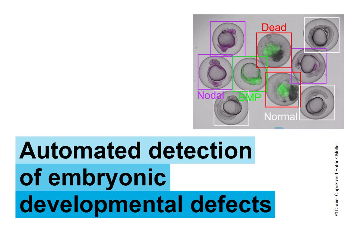 Universität Konstanz (@unikonstanz) on Twitter photo AI-based detection of embryonic developmental defects in animals: #UniKonstanz researchers from the Müller Lab (<a href="/Devbiokonstanz/">Müller Lab</a>; <a href="/CBehav/">Centre for the Adv Study of Collective Behaviour</a>) published the open source image analysis tool EmbryoNet in <a href="/naturemethods/">Nature Methods</a>. Full story: t1p.de/m2ydu AI-based detection of embryonic developmental defects in animals: #UniKonstanz researchers from the Müller Lab (<a href="/Devbiokonstanz/">Müller Lab</a>; <a href="/CBehav/">Centre for the Adv Study of Collective Behaviour</a>) published the open source image analysis tool EmbryoNet in <a href="/naturemethods/">Nature Methods</a>. Full story: t1p.de/m2ydu
