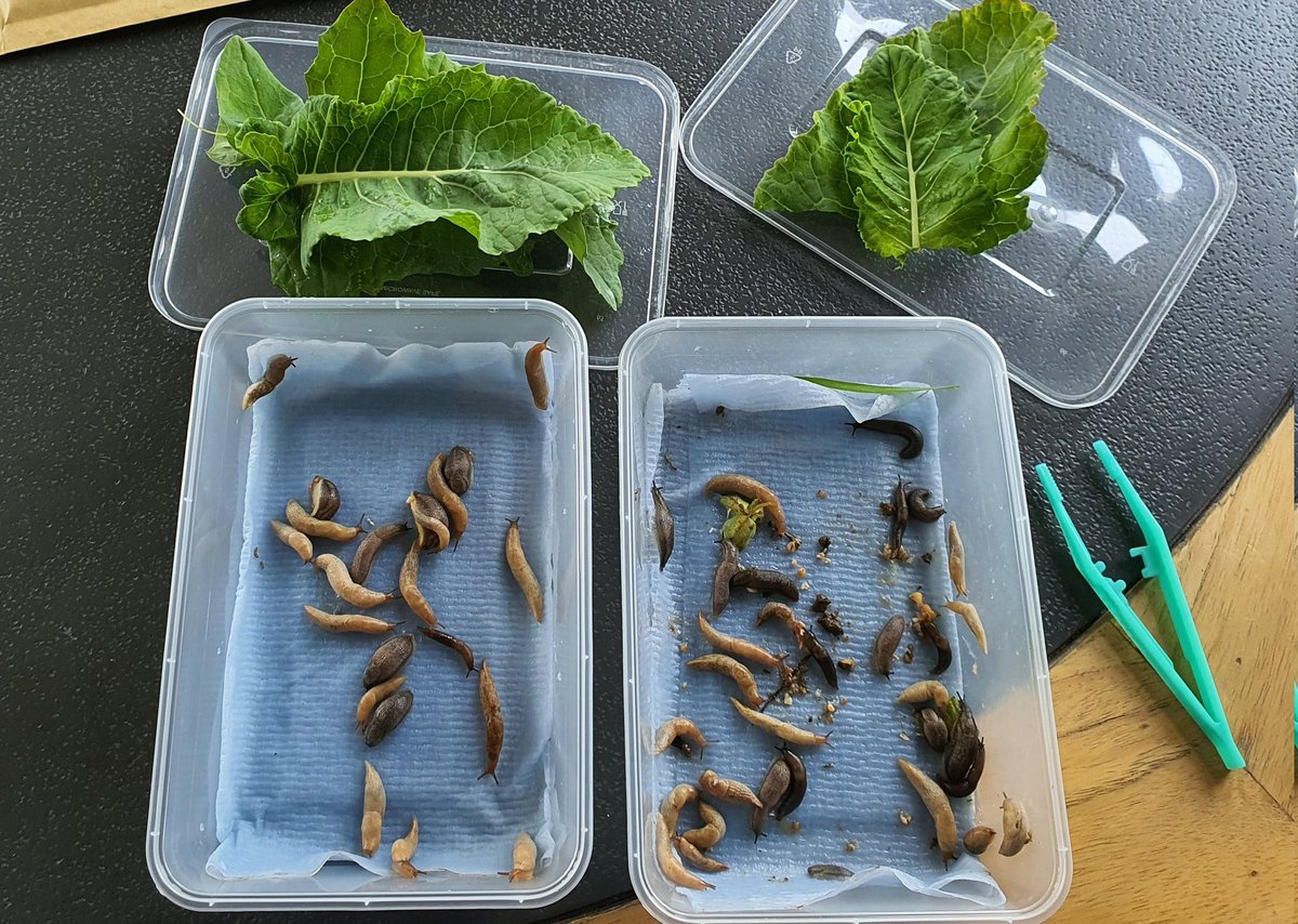 tomallenstevens's tweet photo. Wow! Profusion of slugs in the #Slimery this morning now heading off to @JohnInnesCentre for feeding trials in the @bofinfarmers project investigating #SlugResistantWheat how many slugs can you find? https://t.co/AbbkoEaQKj