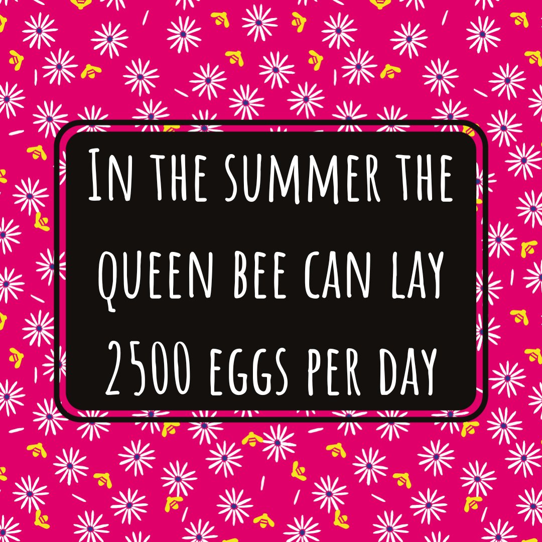 nevesbees's tweet image. I love these amazing stats associated with bees! 

Our queens are getting up to these levels on sunnier / warmer days now. Definitely a busy time for beekeepers at the moment!

#queenbee #beekeeping #apiarylife #beefacts #savethebees #nomowmay