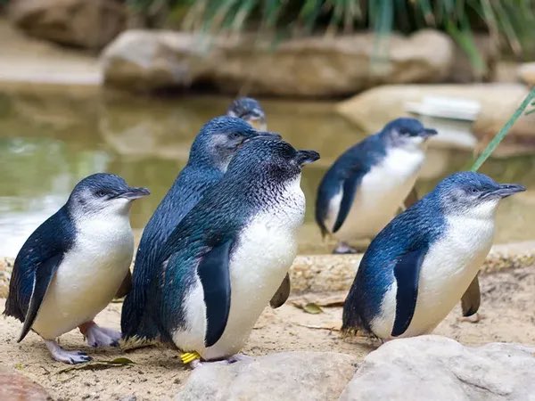 kpop4planet's tweet photo. Kalau k-pop idol yang merepresentasikan geckos dan pinguin siapa yaa? 

mau nangis deh karena hewan ini sedang terancam kepunahan karena global warming.... 😿😿 

saat ini, Kalimantan terancam akan dibuat PLTU baru... PLTU adalah salah satu penyebab pemanasan global... yuk teman teman kita cegah dan selamatkan Kalimantan: https://t.co/PSNfEn9O0j