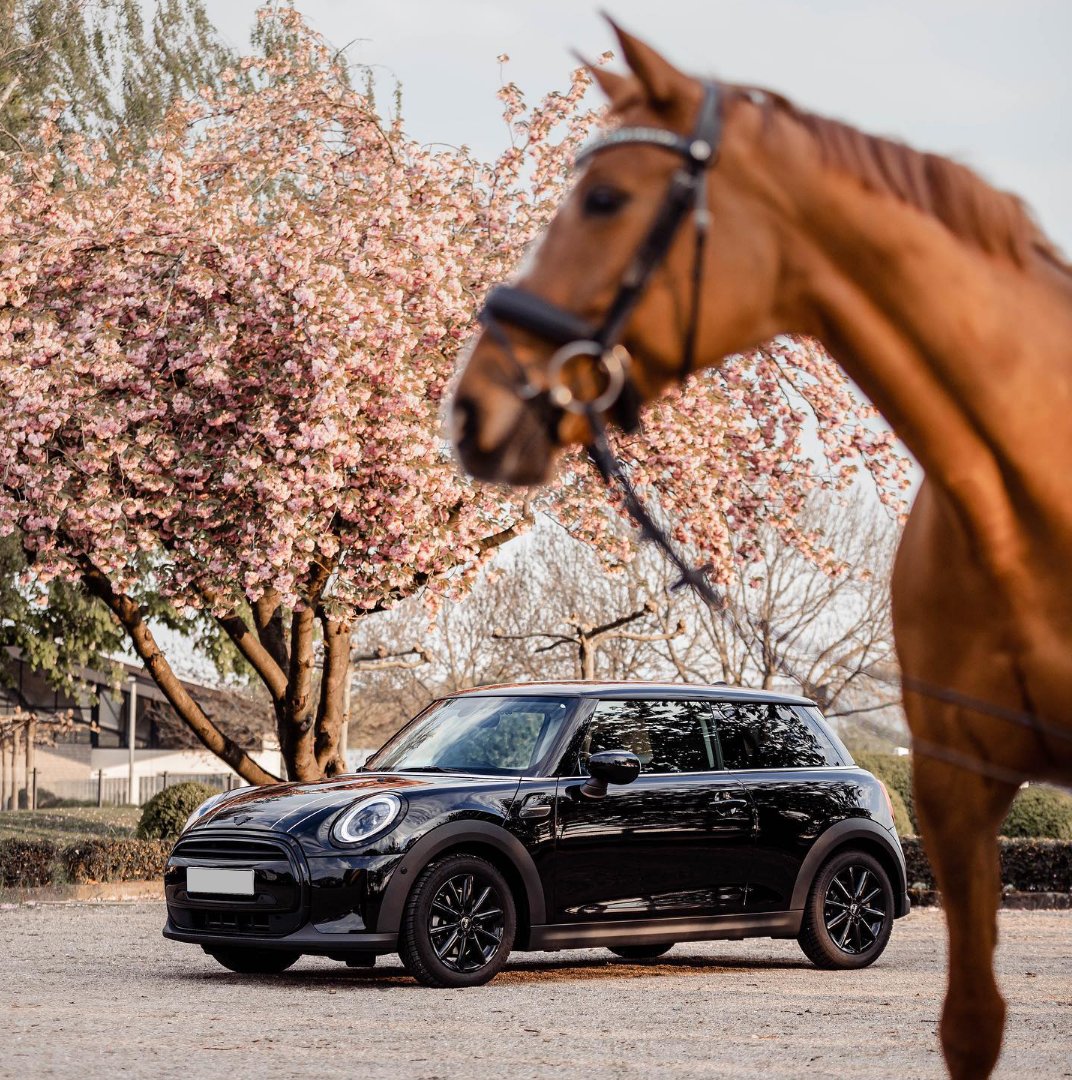 Who do you think has more horsepower? 😝  📸 @mini_faba  #MINIGram #MINI3DoorHatch #MINIAU