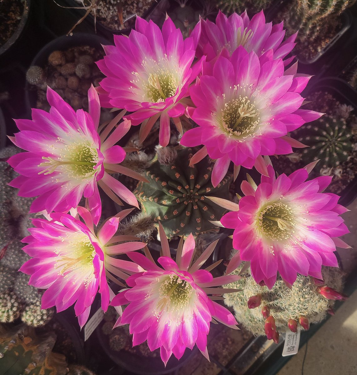 我が家の今日の開花株─その3 エレガンスピンク🌼*・ ついに咲きました