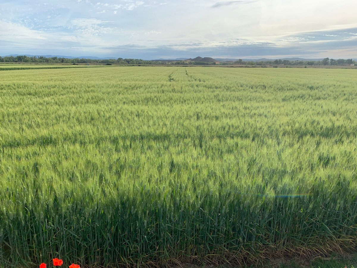 AgrovegetalSA's tweet photo. Multiplicación de semilla de trigo duro Don Ferrán en la Cooperativa Virgen de la oliva de Ejea de los Caballeros (Zaragoza) https://t.co/hufqV7oz5K
