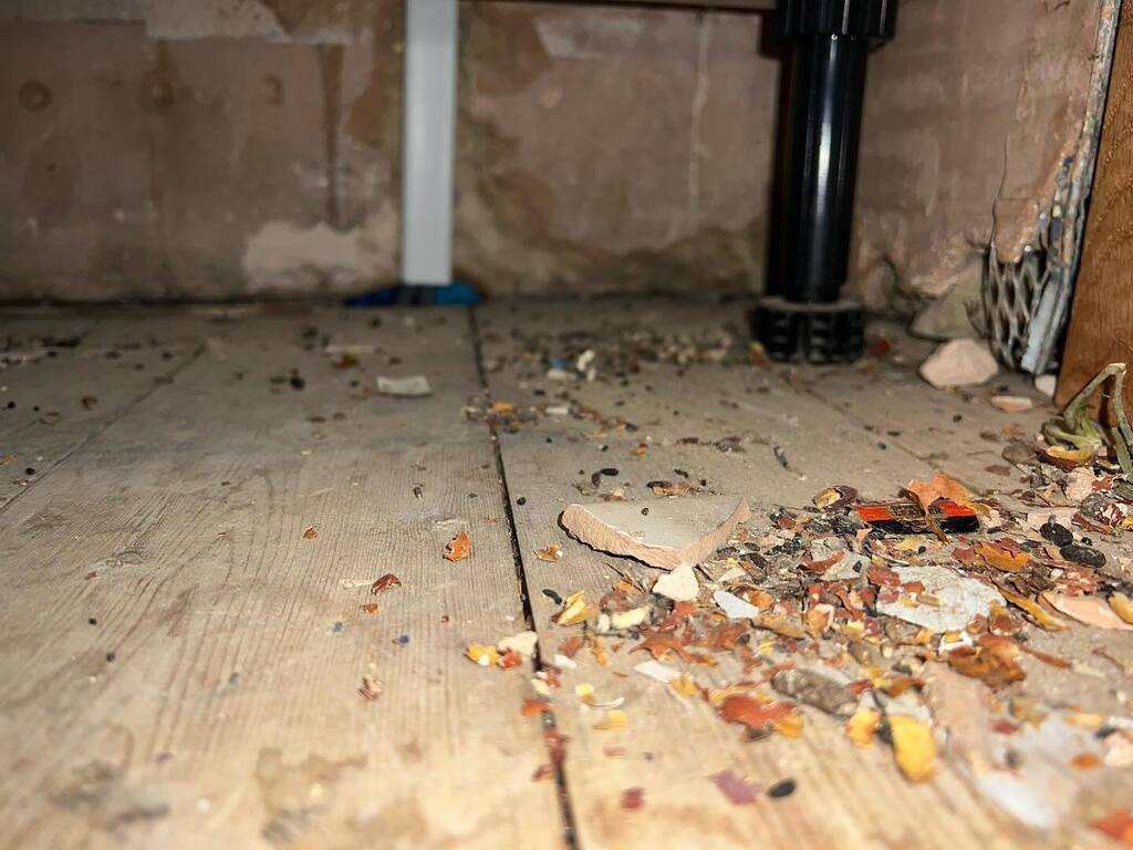 PestFreeMike's tweet photo. How to stop mice from coming back? Seal all the gaps and block all the holes - that’s the most effective way of preventing rodent access in the future. Sounds easy, doesn’t it 😅 ? Not alway as easy as it might seem. Knowing what materials are require… https://t.co/cTq8Fyat7i https://t.co/YxHLk1lzL9