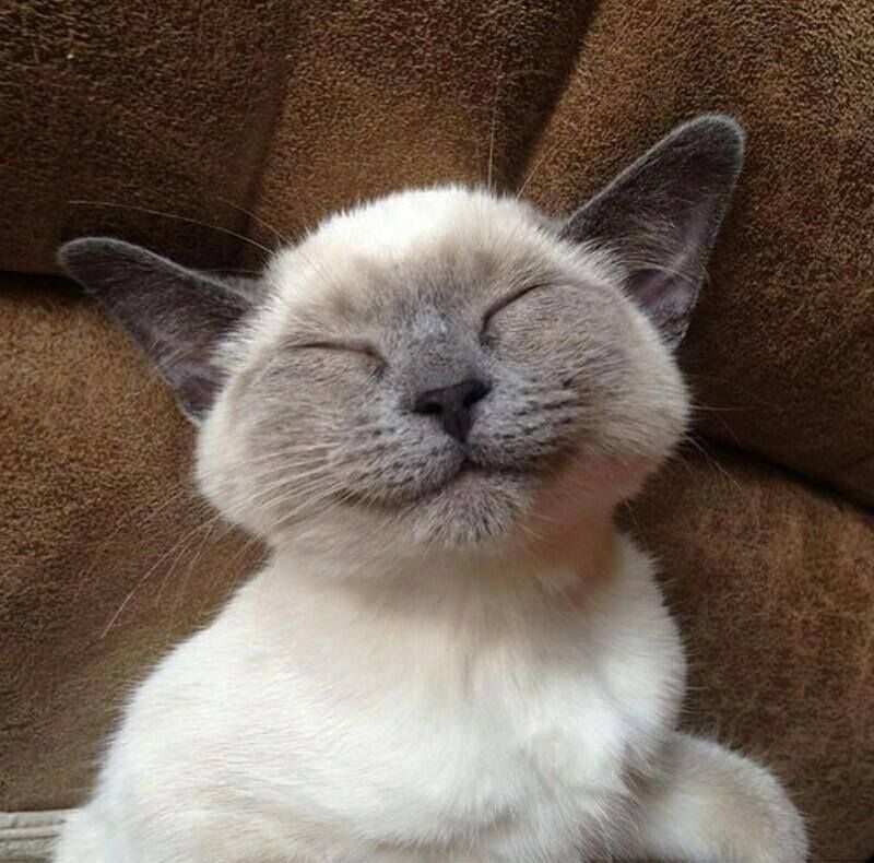 riyangiscat's tweet photo. https://t.co/5CILZ8x2xX