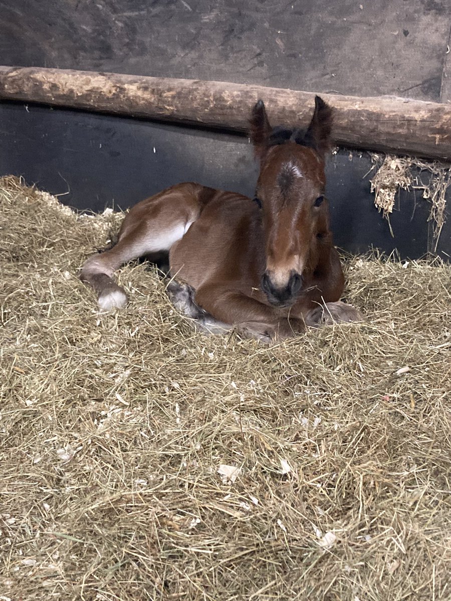 URGENTLY NEEDING A FOSTER MARE 
We are heartbroken to say that shortly after giving birth last night, Daysee sadly passed away leaving a lovely colt foal behind. We will miss her terribly but now we need to find a foster mummy for him to give him the best chance🐴🐴 
Please RT