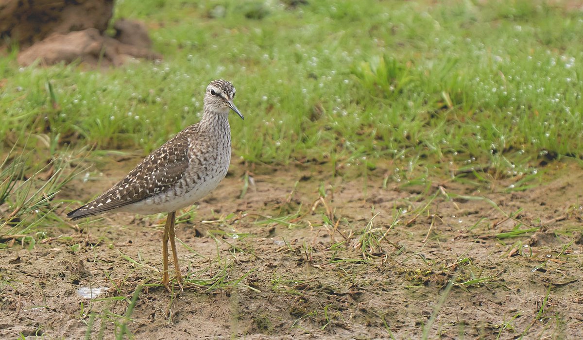 <a href="/phil_smithson/">Philip Smithson</a> <a href="/Lincsbirding/">Lincsbirding</a> Wood Sandpiper from Sundays visit to Frampton, a great days birding and scone eating but wish I'd seen the sausage rolls first. Thanks Phil for a great day <a href="/RSPBFrampton/">RSPB Frampton Marsh 🌍</a> OOoo and more to come on the blog yorkshirewild.co.uk