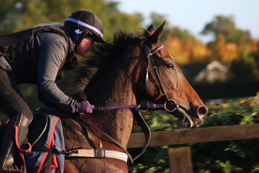 Three runners today 

Tide Times runs in the @JMConstruction Handicap Chase @LudlowRaceClub under @CharlieTodd00

Mary for @EventmastersUK goes in the Bumper with @Daire_mc_852

Captain Tommy runs in the Norfolk National @FakenhamRC under @harryreed8

👉 bit.ly/3iSPA3A