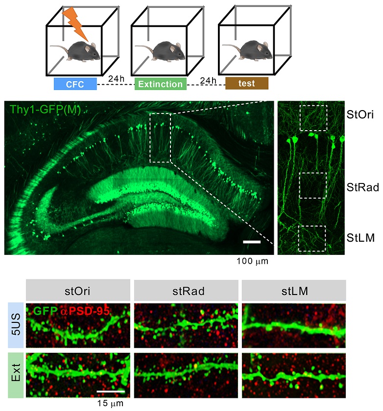 PLOSBiology's tweet photo. A novel mechanism induced during attenuation of #ContextualFearMemory, involving Ser73 phosphorylation of #PSD95 in dCA1, suggests that PSD95-dependent #SynapticPlasticity in dCA1 is required for updating of such memories @RadwanskaKasia &amp;co #PLOSBiology https://t.co/QJHtbWPsLI https://t.co/GDV1giNlGL
