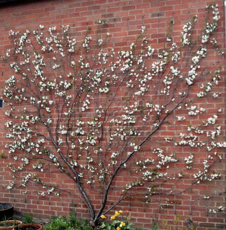 10 May’59 A north wall, which gets no sun at all, is always something of a problem, whether it be the high wall of an old walled garden or merely the back of a house. I have found the Morello cherry an admirable solution for such a situation. pomonafruits.co.uk/blog/growing-c…