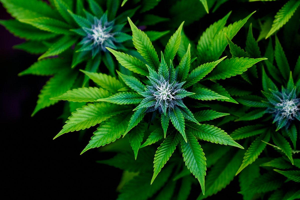 LHurysek's tweet photo. Díky za tuto snahu @P_Fiala zachránit CBD v Česku. MZe pod vedením KDU-ČSL @ZNekula zjevně nemá jakýkoli zájem podporovat tady konopný sektor a raději by ho zlikvidovala. Opravdu nenávidí křesťanští demokraté konopí tak moc? https://t.co/YNnmN9EUNH