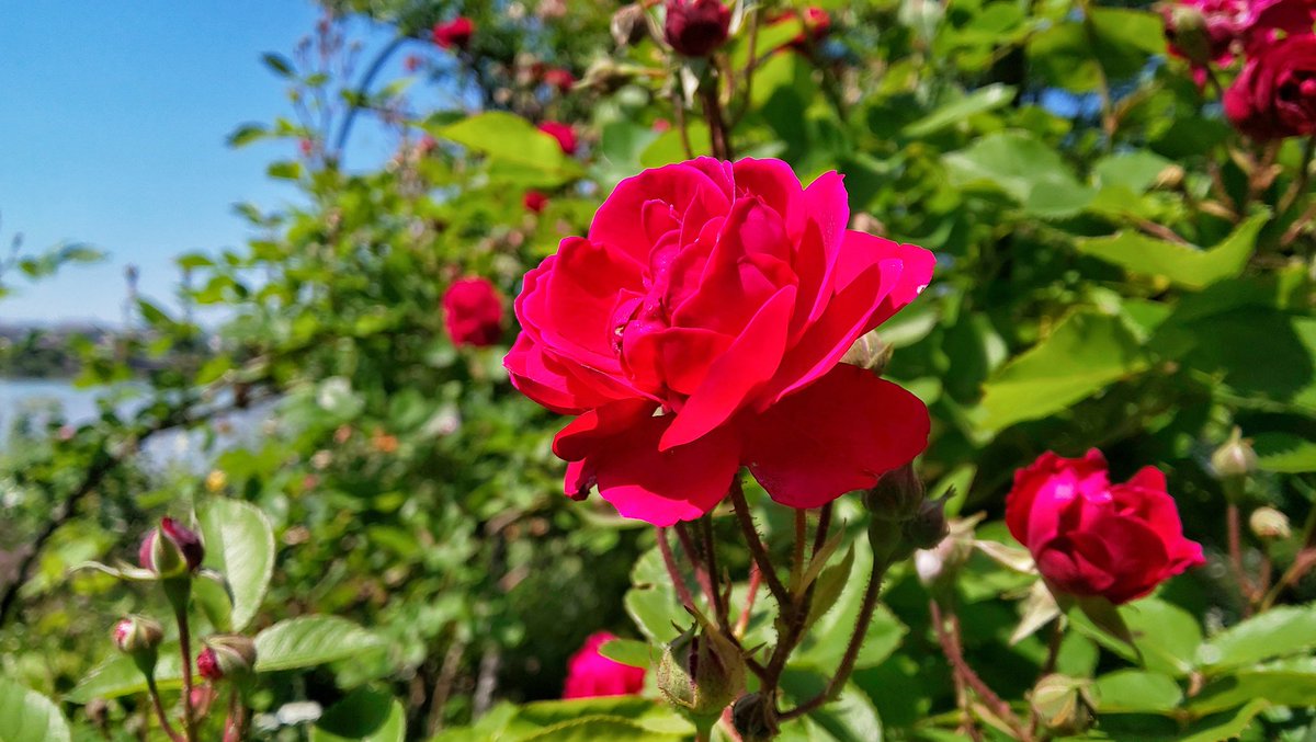 mayqueenver2's tweet photo. .

   吹く風が心地良いよ

   咲きはじめた薔薇も
   晴れ晴れと…

   もぅ少し頑張ろうね
   お疲れさま  ☕︎*ﾟᐝ

.
#イマソラ  
#いま薔薇
#photography
. https://t.co/uCGt5HN1XV