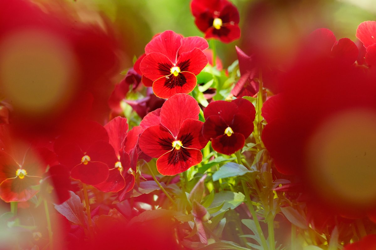 BlazeJapan's tweet photo. ビオラ 
#草花 #花鳥風月 #写真 #写真好きと繋がりたい #photo
https://t.co/6XbaMInfij https://t.co/FUO95zya6x