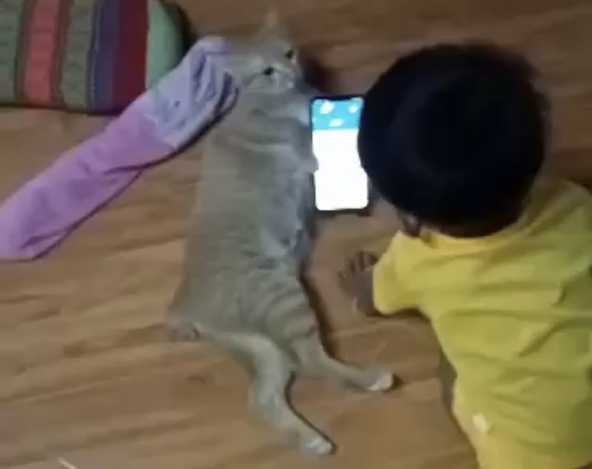 แม่ส่งคลิปมาให้ หลานชายกุใช้แมวถือโทรศัพท์ น่ารักมาก5555555555555556555555555555555555555555555555