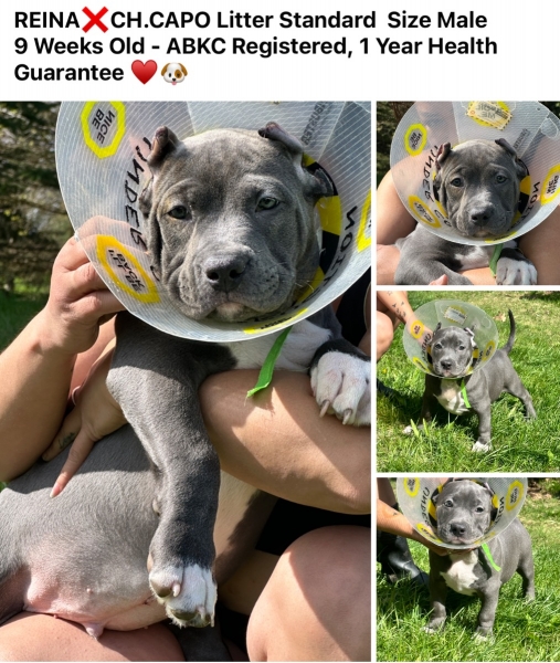 American Bully
petpost.ca/pets/dogs-pupp…