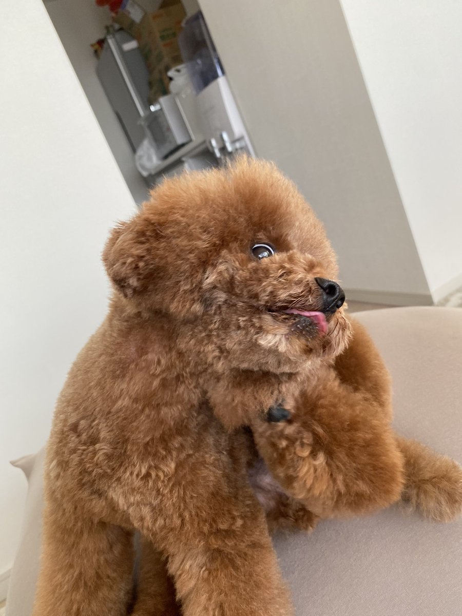 RIRU0227_'s tweet photo. #トイプードル
カットして眠たいワン🐶 https://t.co/JS5ymrZzSY