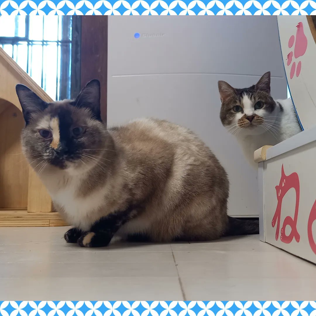 21ayaka06's tweet photo. 保護猫カフェ「もりのねこさん 」のネコちゃん達は、【素敵な家族】をお待ちしております。
↓詳細はコチラをクリック↓
https://t.co/Fc5K6IJx48

#猫 #福岡県 #北九州市 #門司区  #里親募集 #里親募集中 #保護猫カフェ #もりのねこさん #保護猫カフェもりのねこさん #猫がいる幸せ https://t.co/1hnuSahGne