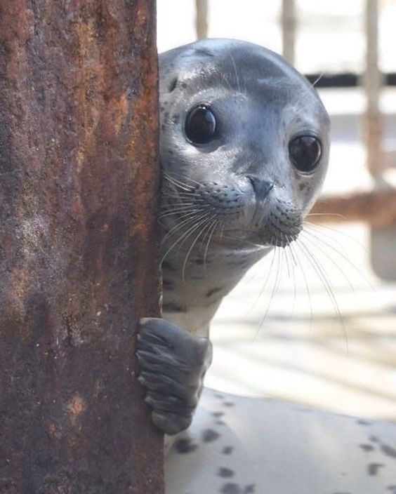 Tarnished Bulle tweet media