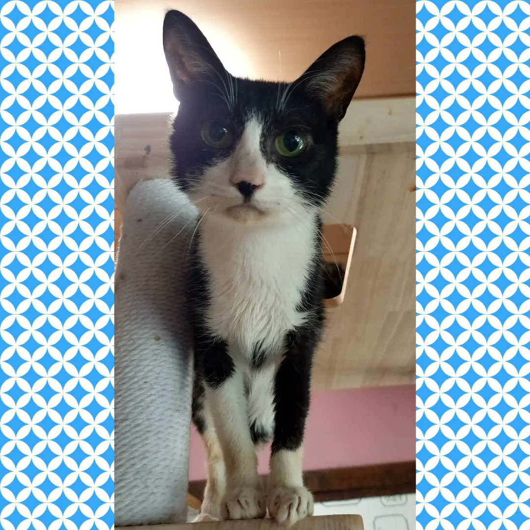 21ayaka06's tweet photo. ↑上のツイートに入りきれなかったので、こちらに入れました。

#猫 #福岡県 #北九州市 #門司区  #里親募集 #里親募集中 #保護猫カフェ #もりのねこさん #保護猫カフェもりのねこさん #猫がいる幸せ #npo法人日本アニマルケースワーカー協会 https://t.co/D2LcTbyWxV
