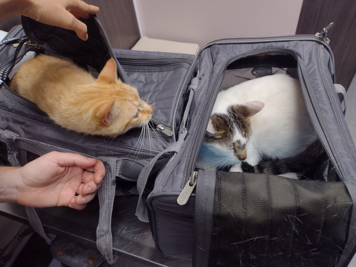 Venus and Mars getting their vaccine booster. 
<a href="/ObservatoryCats/">Observatory Cats</a>