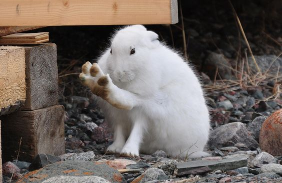 RabbitEveryHour's tweet photo. https://t.co/L9vXDcmdCz