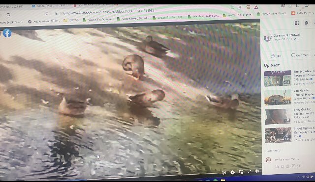 TawnyChoctaw's tweet photo. Coincidence or Clarence??๐คฃ๐คฃ Duck Loving minstrel moving around on this app talking ๐ฉ about Black people , tagging us in his spaces for content..Where are the Duck spaces??๐๐คฃ๐ #Ducks & #Chickenheads #CrackmouthClarence https://t.co/NPtVnkvrFa