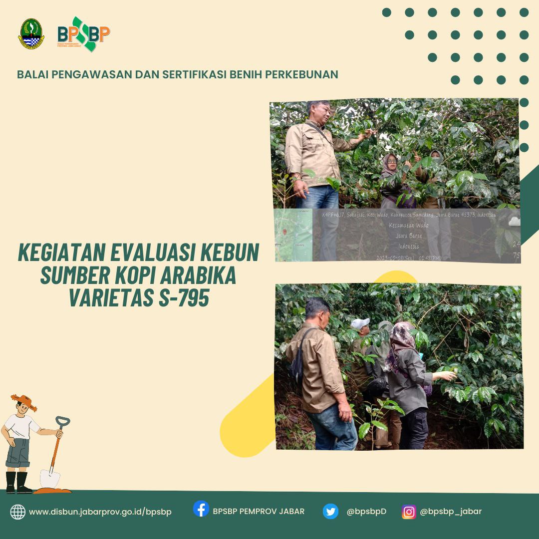 BpsbpD's tweet photo. Selamat pagi #wargibun ππ±
Di selasa pagi ini, Minbun bakal memberikan informasi kegiatan yang dilakukan pada tanggal 10 Mei 2023 oleh tim PBT, yaitu Evaluasi Kebun Sumber Benih Arabika Varietas S-795 yang ada di Kab. Sumedang #bpsbp #bpsbpjabar #disbun #disunjabar #benihkopi https://t.co/6chhZ5ZTGr