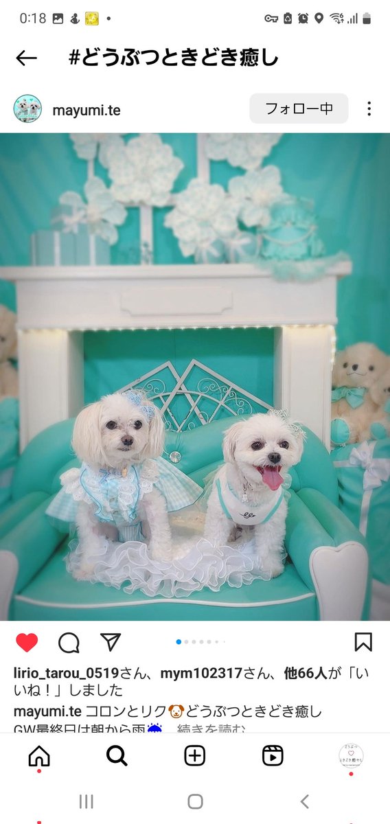 どうぶつ❤️ときどき癒し (@y_yoshikazu777y) / Posts / X