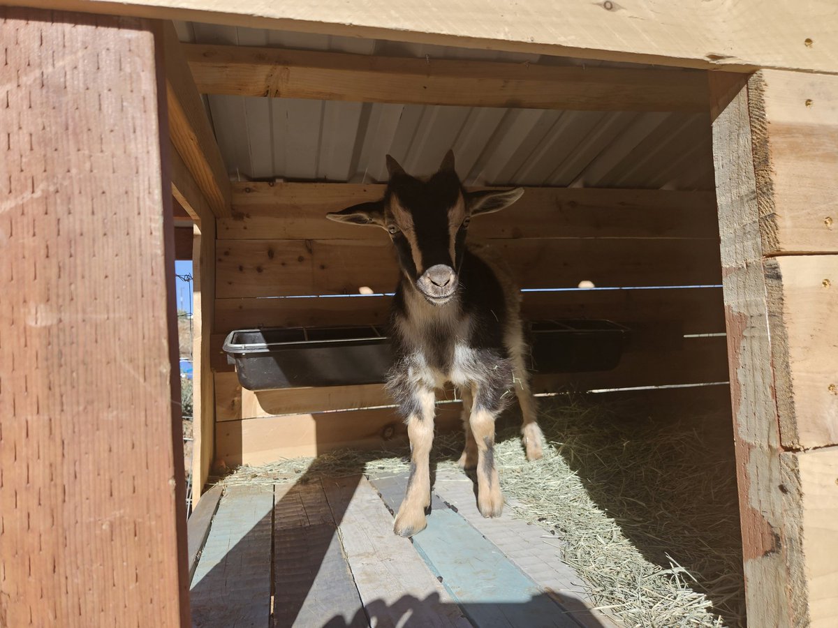 VoidlessNight89's tweet photo. @Ninja50Fan The GOAT https://t.co/IN2igBJBnx