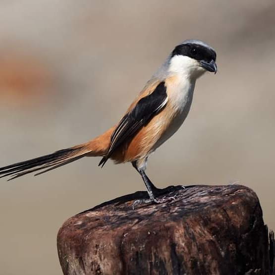 abunasser (@sorkarmoni) on Twitter photo 