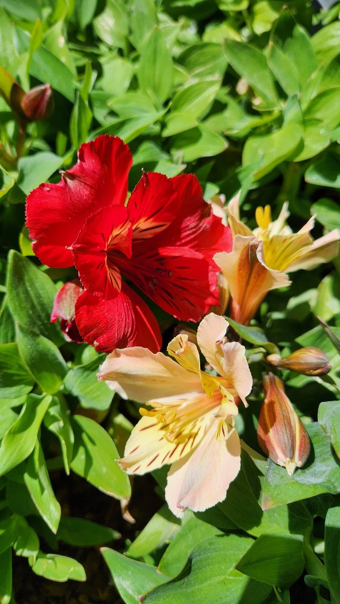 Marty Lew tweet media