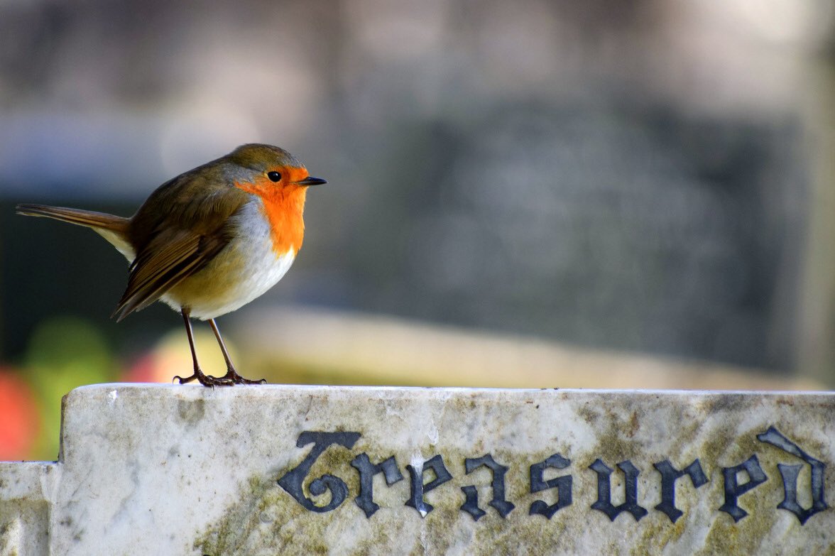 HumberShipping's tweet photo. #mei_nmooistefotos #vogels https://t.co/XBbNPL8uUV