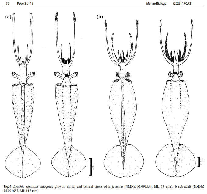 ALCESonline's tweet image. Hot off the press - new species of deep-sea 'glass' squid, Leachia separata, from Aotearoa NZ.  Out today in Marine Biology, part of Aaron Evans' PhD on Pacific Cranchiids openrepository.aut.ac.nz/items/0eb9f5c7… - will post paper link when we get it!