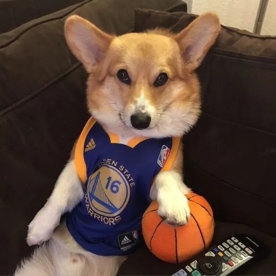 criadocurry's tweet photo. ESTOU FECHADO COM MEU MANO DOGUINHO

WARRIORS IN 7 https://t.co/YfR7Ksbn8R