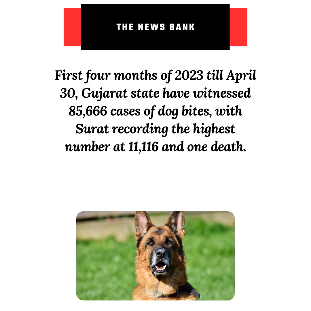 #Gujarat #GujaratStory #gujaratnews #gujaratnewsbulletin #dogbite #dogs #dogsbite #bite #petdogs #gujaratstate #India #surat