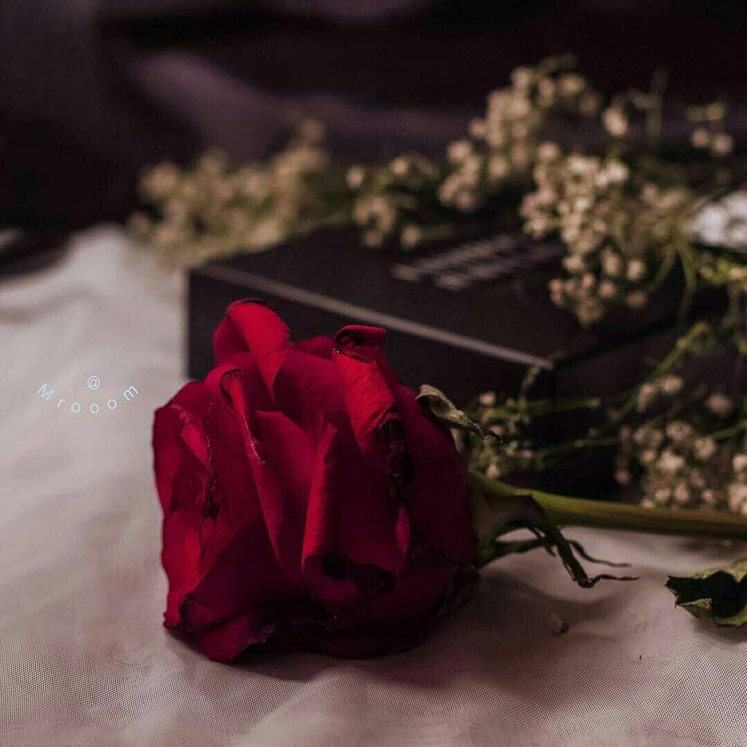 💚🌴💚
وحين أكتب .....
لا أنتظر الرد من أحد ..
ففي القلب لغة
             حنين . 
               ولهفة..
                  واشتياق.. 
لا يفهمها إلا من أقصد .
والكلُ يقرأ لكنكَ تعلم جيداً
إنكَ أنتْ من أقصُد بتلك الكلمات .
فَ... أنت كل حروفي وكلماتي . ولن تكون لحروووفي معني بدونك .